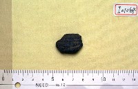 藏品(魚化石)的圖片